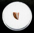 Small Dromaeosaur Tooth From Morocco #3328-1